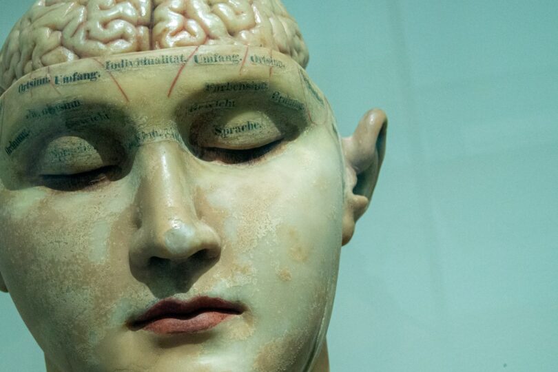 Brain