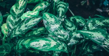 Plants That Eat Meat