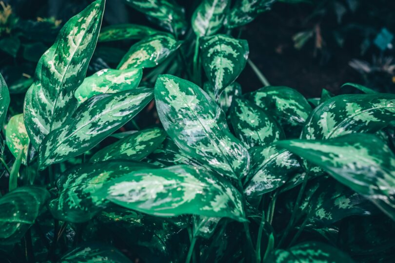 Plants That Eat Meat